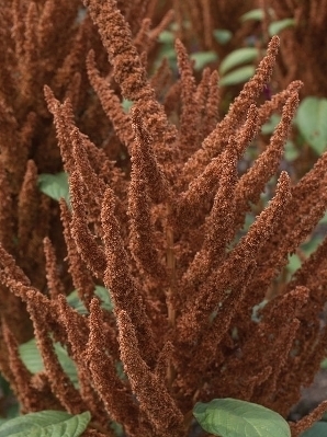 AMARANTHUS cruentus Hot Biscuits